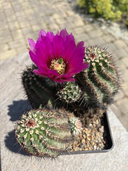 Echinocereus spec. BL violett
